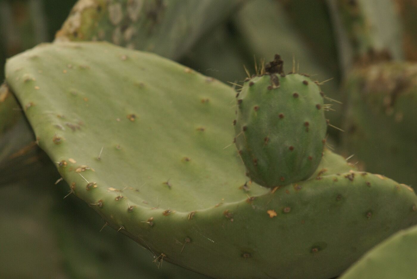 Close-up of an Opuntia ficus-indica cactus pad