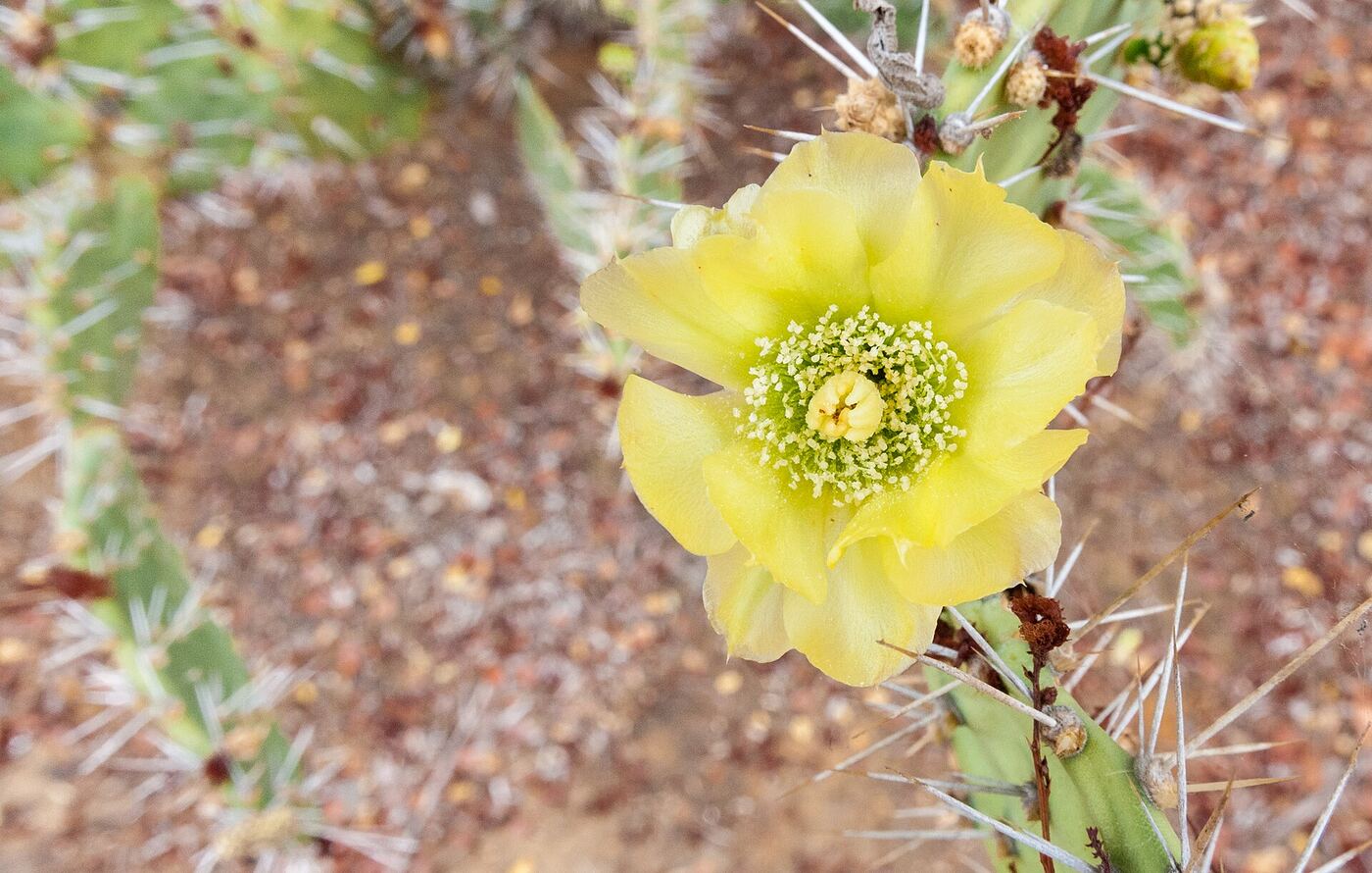 Yellow prickly pear cactus flower