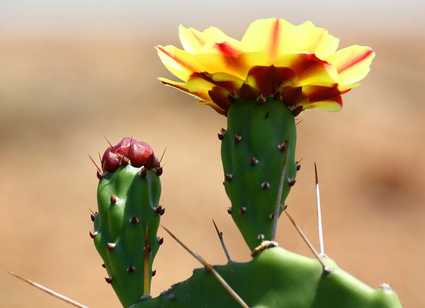 Yellow and red Opuntia flower on a cactus pad