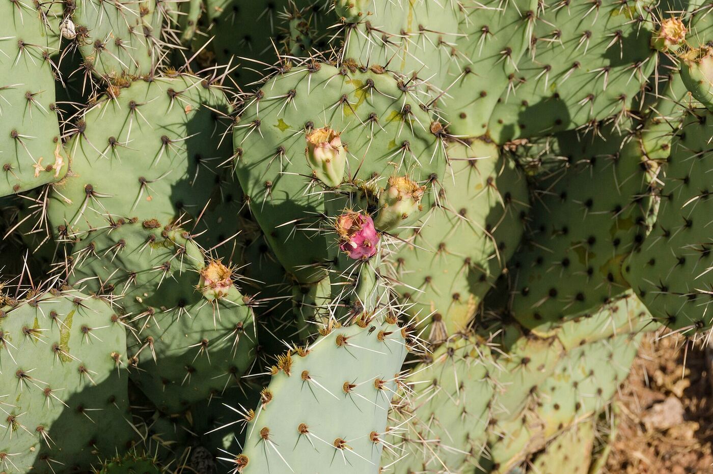 Opuntia ficus-indica with fruit in Spain
