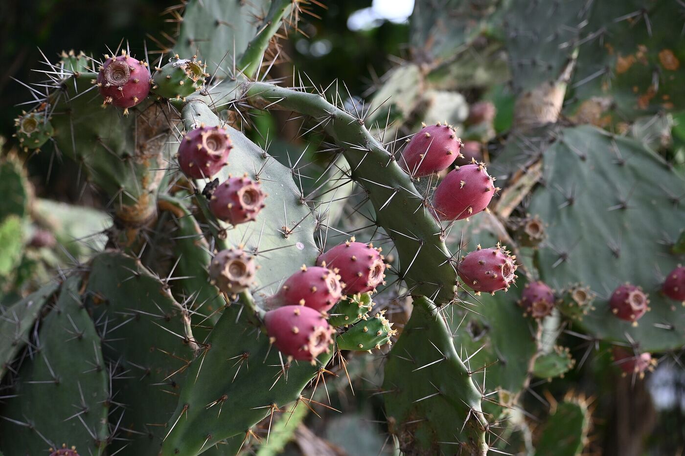 Prickly pear cactus pads with clusters of pink fruit
