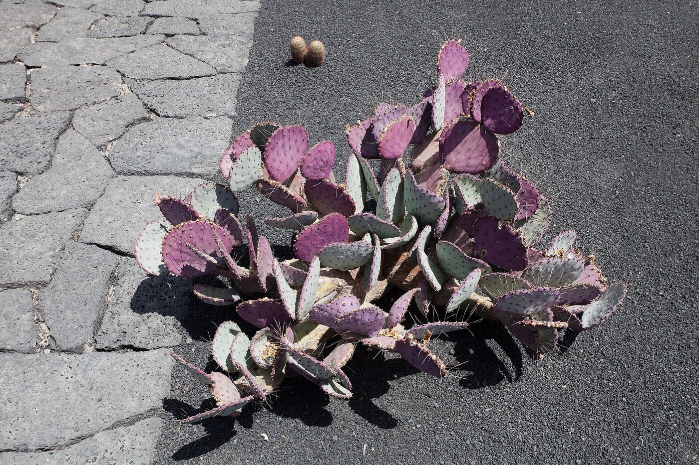 Purple-tinged Opuntia cactus in a cactus garden on Lanzarote