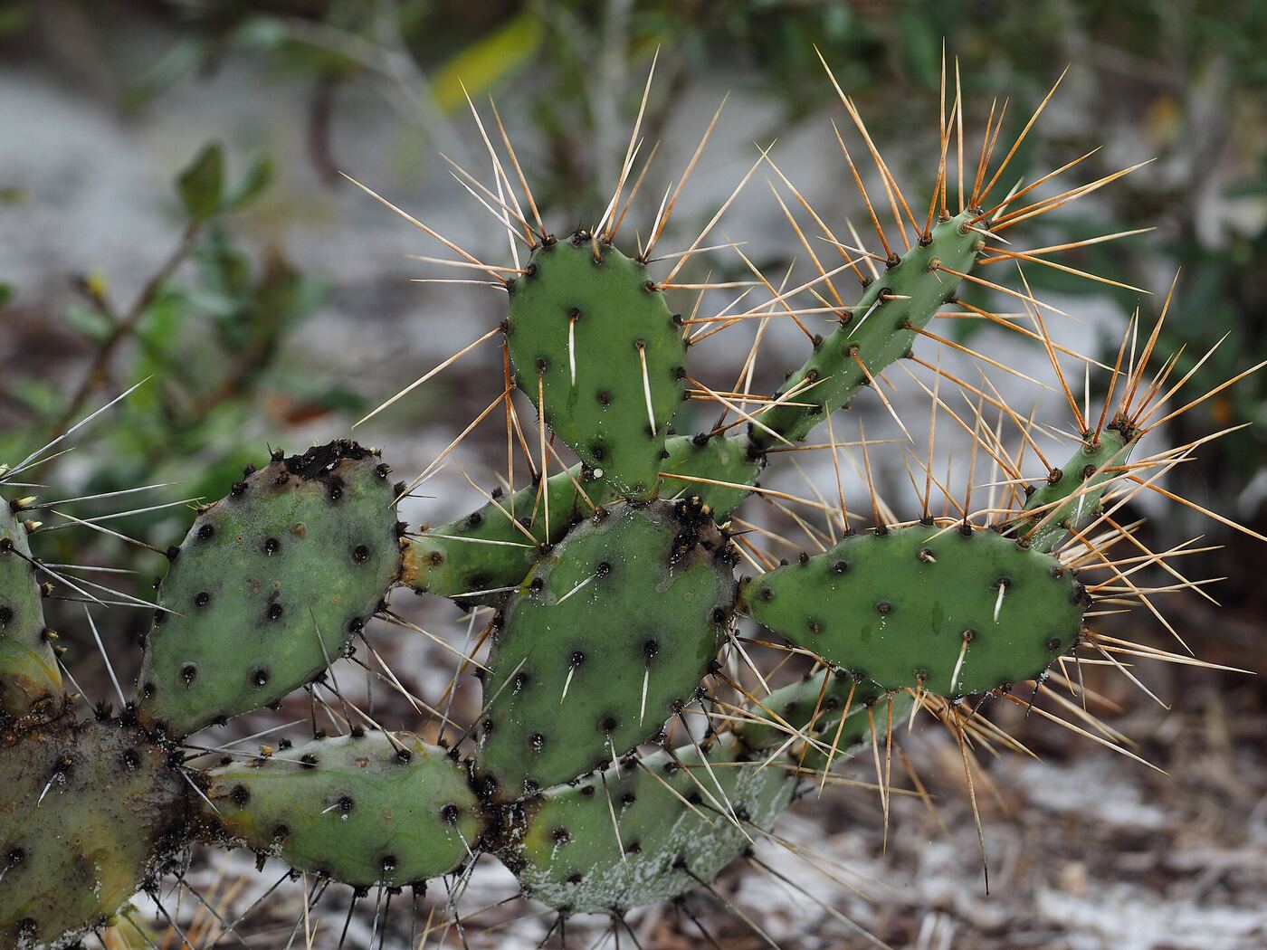 Prickly pear cactus pads with spines growing outdoors