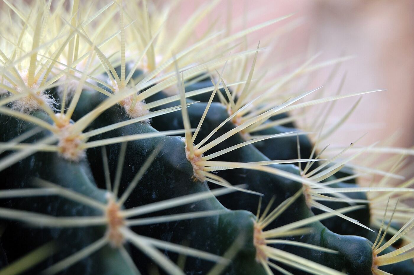 Close-up of golden cactus spines